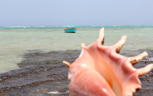 Bodden Town Conch